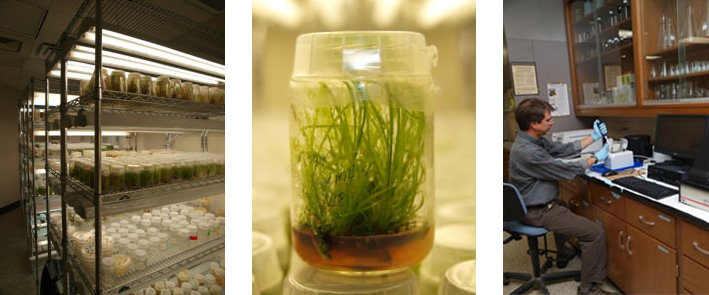 Image showing tissue culture grow shelves, plant in tissue culture jar, and research working at lab bench.