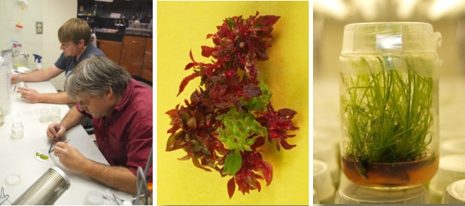 3 frames in a strip showing Jeremy and Darren working in a flow hood, image of tissue culture shoots, and grasses in a tissue culture jar
