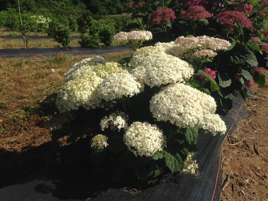 Hydrangea arborescens 'NCHA5' Invincibelle Wee White