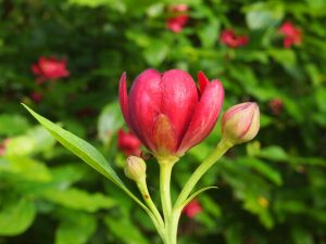 Aphrodite Sweetshrub flower buds