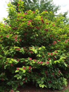 Aphrodite Sweetshrub