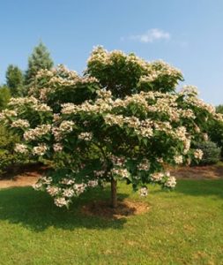 'Betty Stiles' Harlequin Glorybower white tree