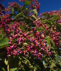 'Betty Stiles' Harlequin Glorybower red blossoms