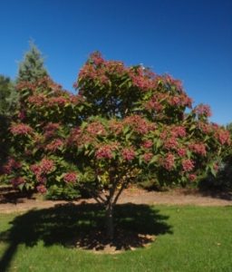 'Betty Stiles' Harlequin Glorybower red tree
