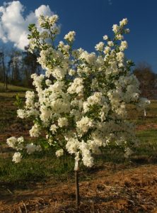 'Blizzard' Pearlbush tree