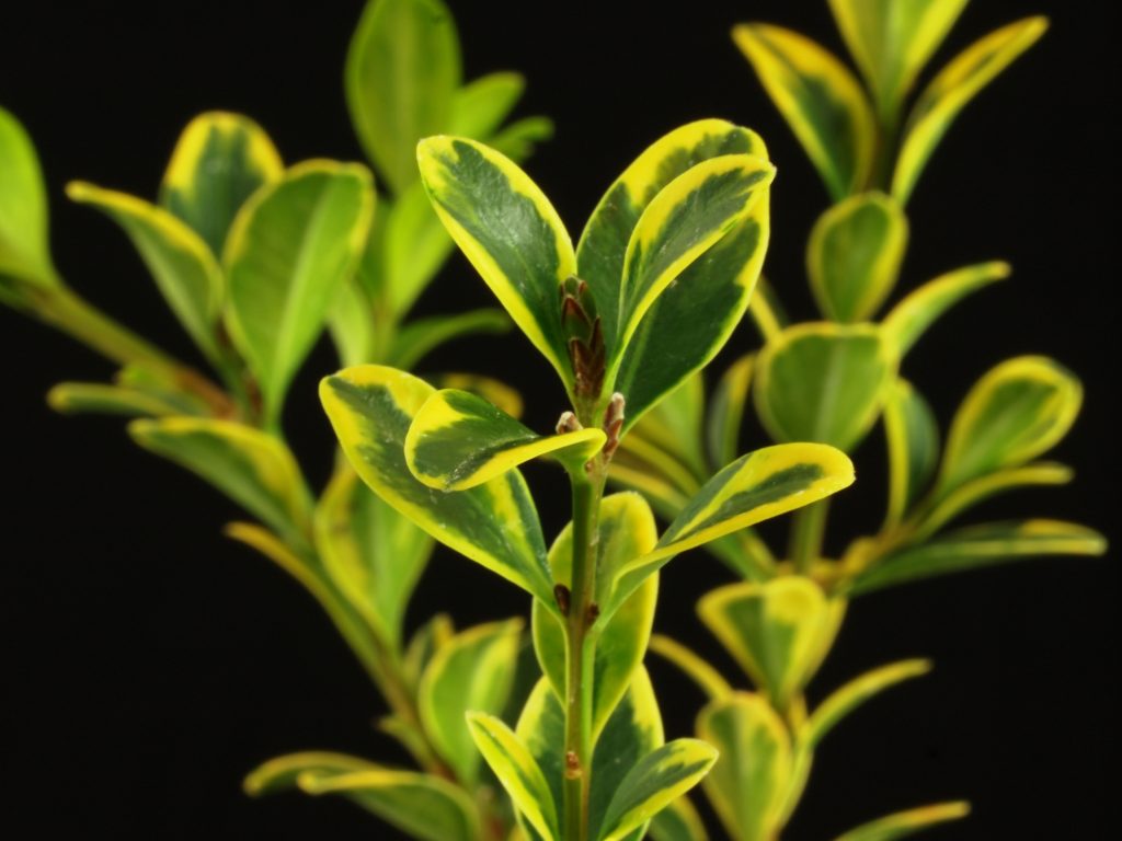 'Borderline' Boxwood