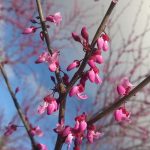 Carolina Sweetheart Redbud