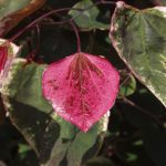 Carolina Sweetheart Redbud