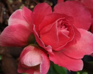 double take quince pink storm closeup