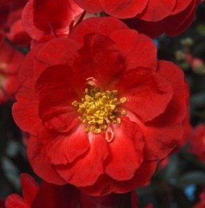 doubletake quince scarlet storm closeup