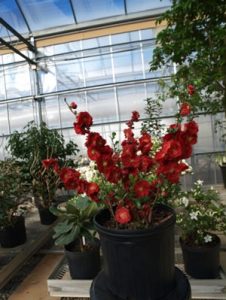 doubletake quince scarlet storm in greenhouse