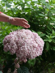 Incrediball Blush mountain hydrangea blossoms