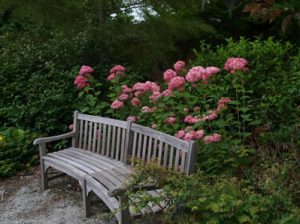 invincibelle hydrangea behind bench