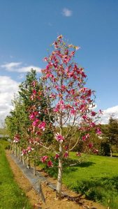 Mercury Magnolia tree blossoms