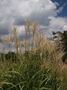 My Fair Maiden™ Maiden Grass close up