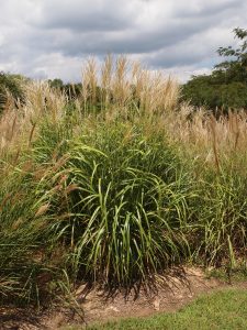 My Fair Maiden™ Maiden Grass