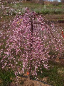 Pink Cascade Cherry blossom