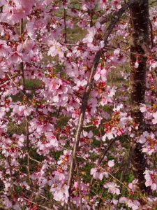 Pink Cascade Cherry close up