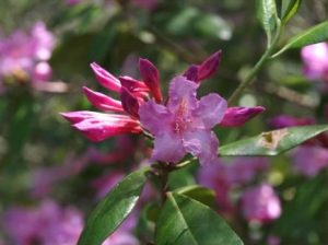 'Southern Cerise' Piedmont Rhododendron flowers