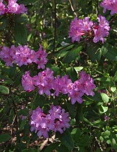 'Southern Cerise' Piedmont Rhododendron blossoms