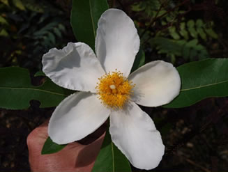 ‘Sweet Tea’ Mountain Gordlinia