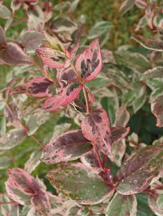 Image shows pink variegation of Hypericum androsaemum ‘Picasso' a non-invasive cultivar